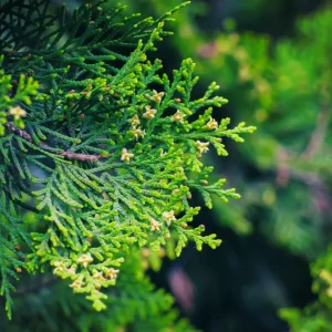 Cedar Tea