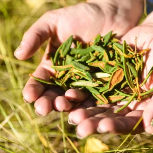 Labrador Tea