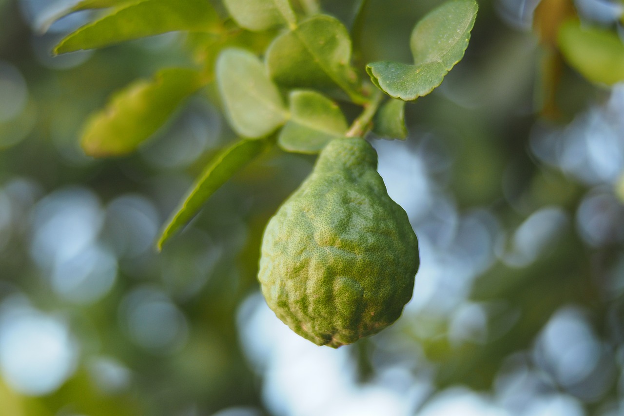 bergamot fruit