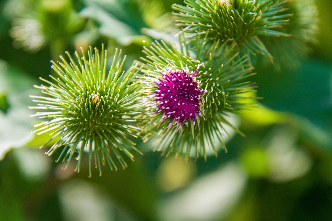 burdock plant