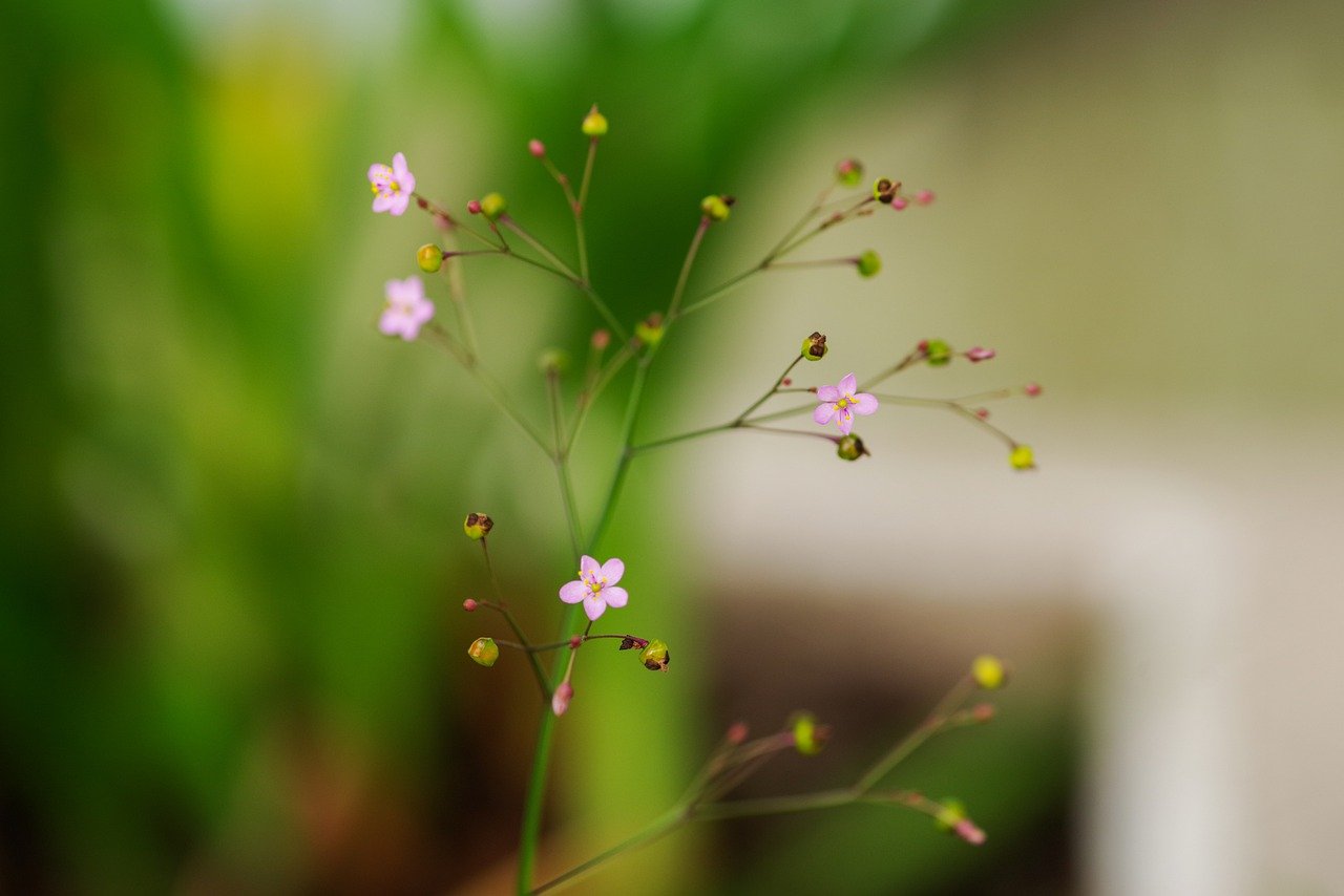 ginseng flowers