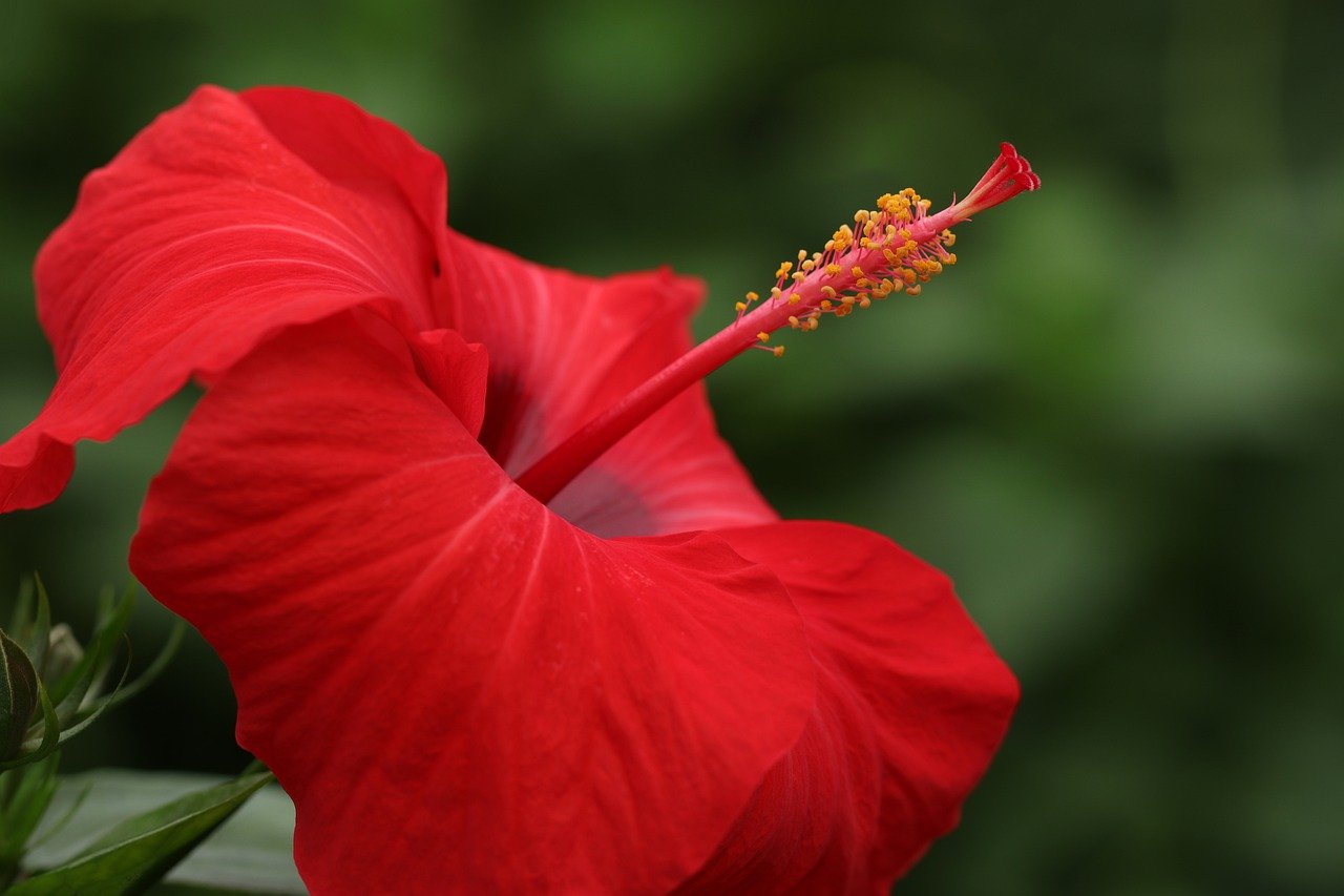 hibiscus flower