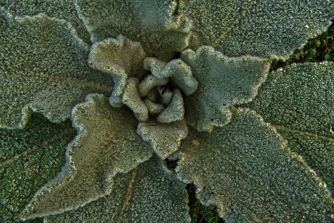 mullein leaves