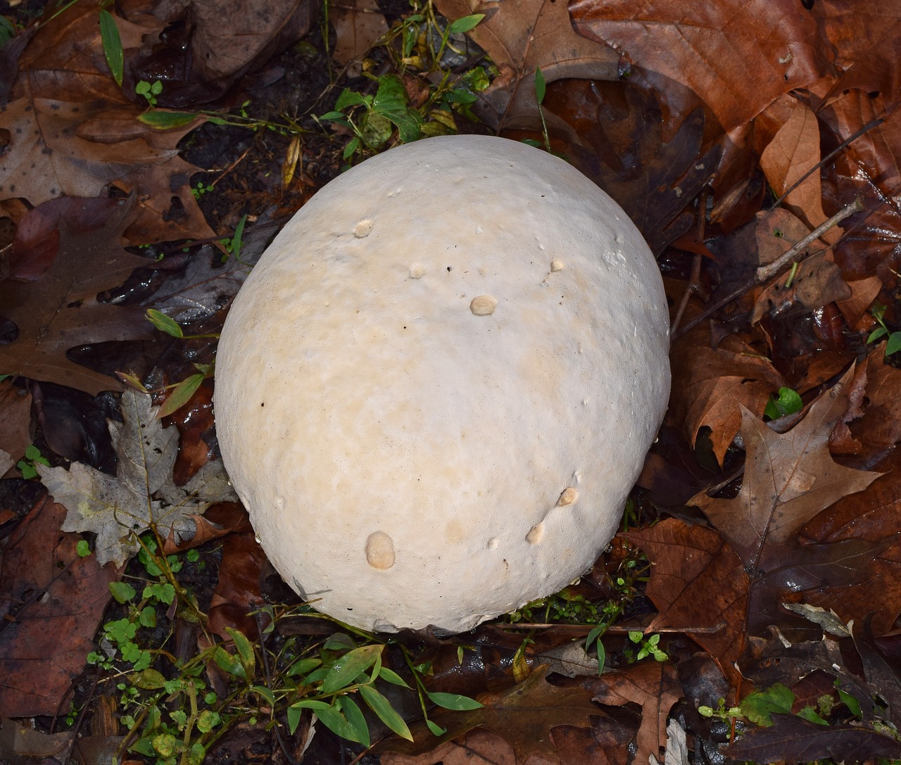 puffball mushroom