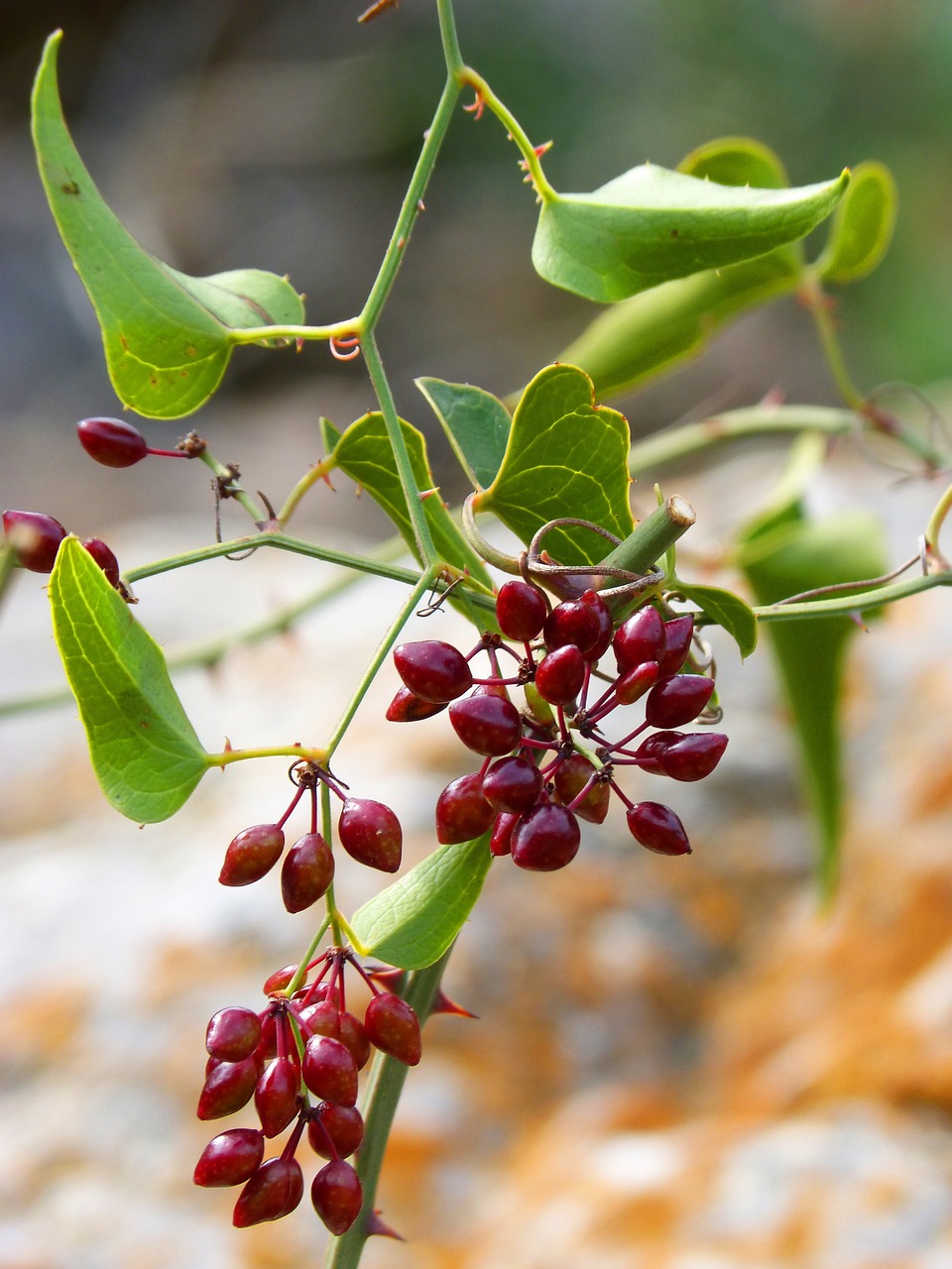 Sarsaparilla plant