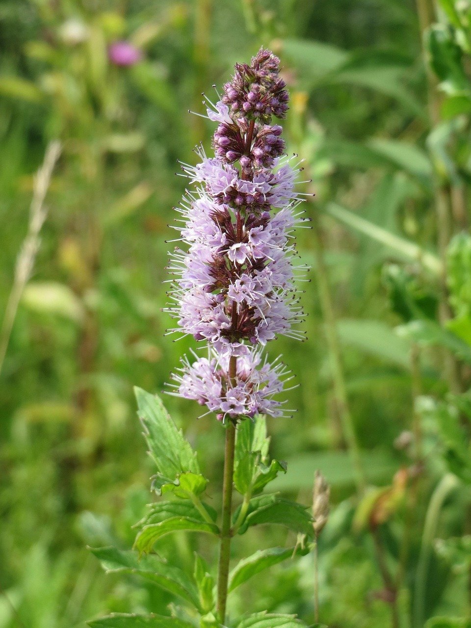 Spearmint Tea