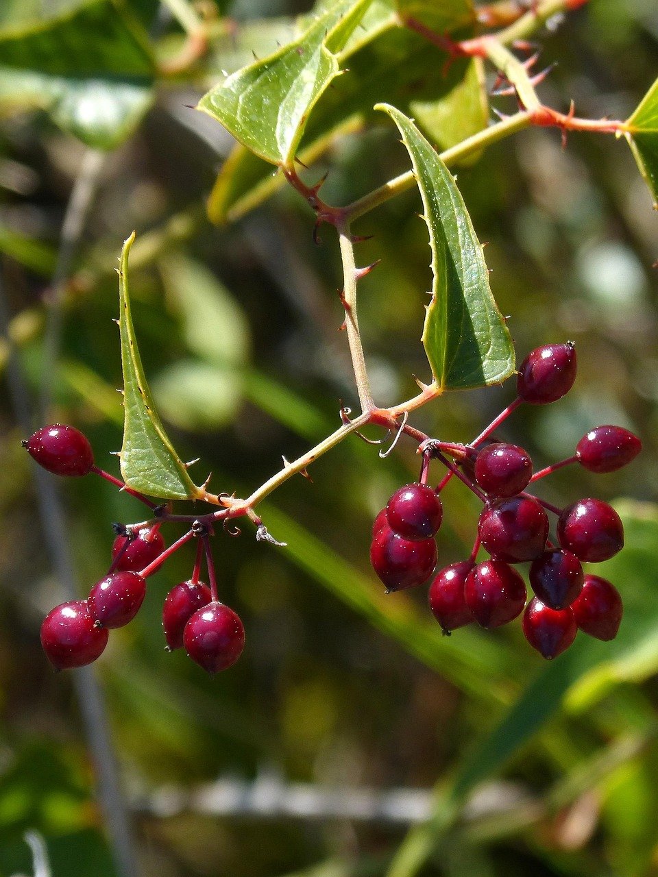 Sarsaparilla Tea