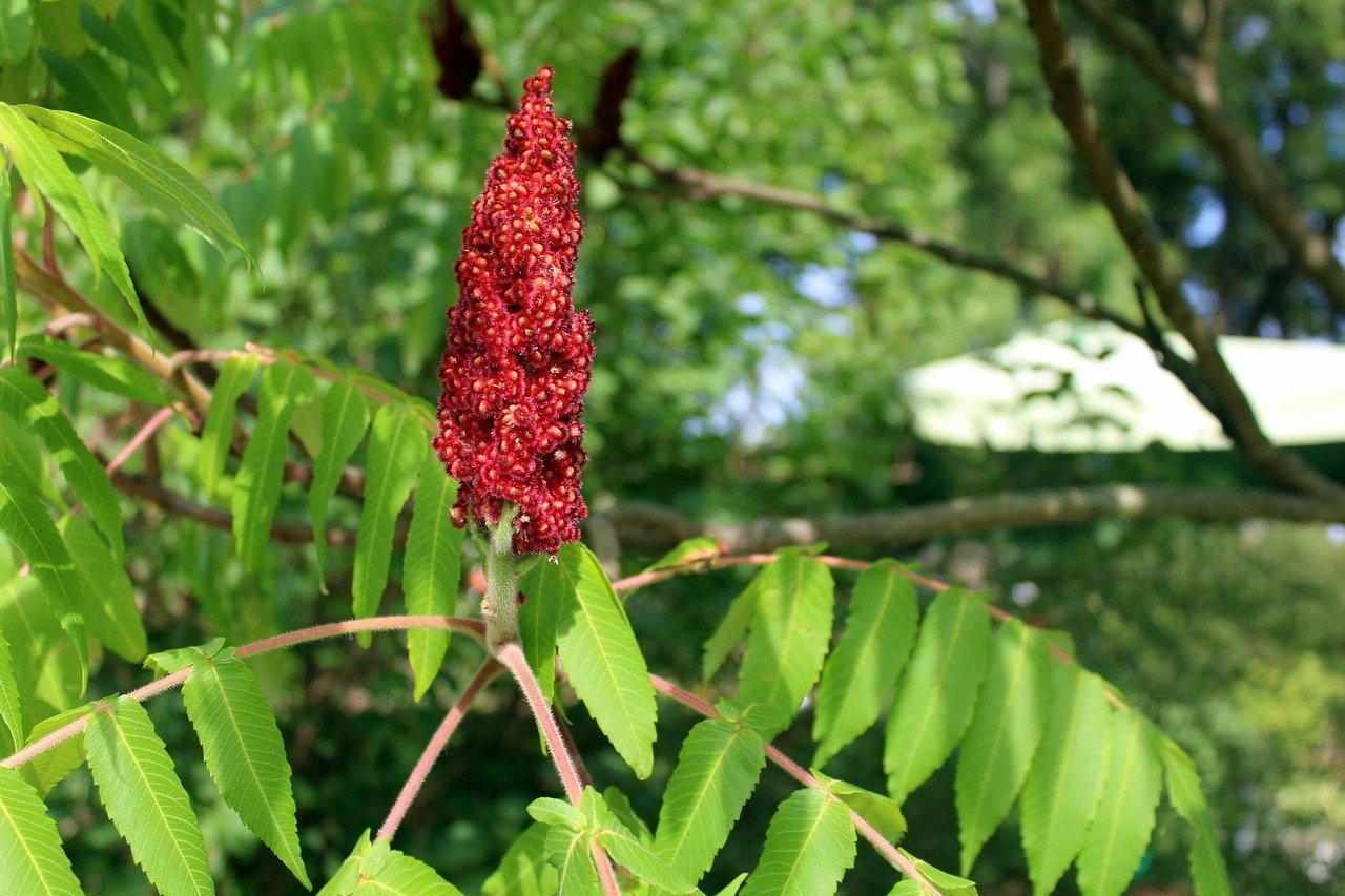 Sumac Tea